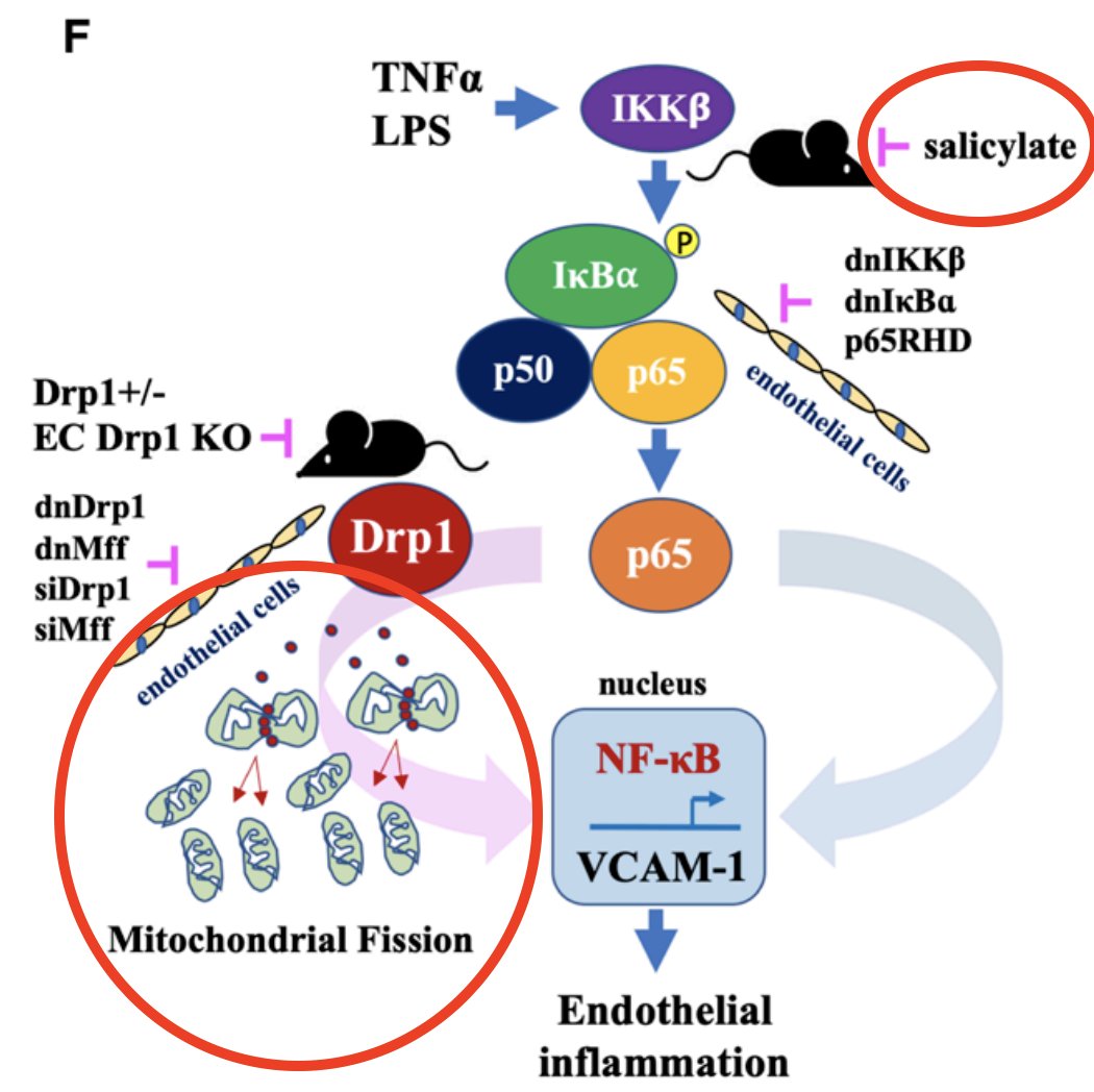 Research on low dose aspirin preventing mitochondrial fission and enhancing ATP output