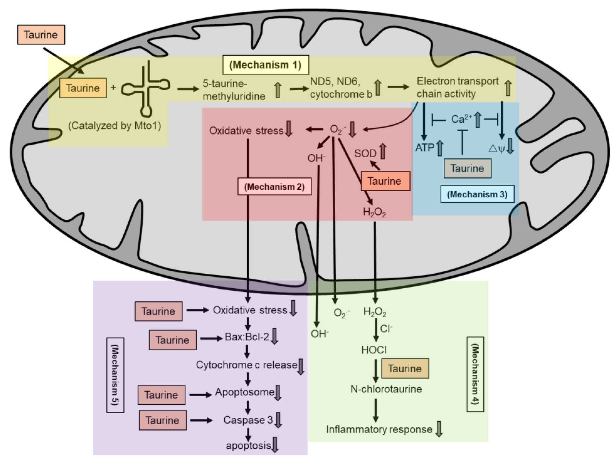Diagram of taurine's multiple roles in mitochondrial pH buffering, calcium flux, and tRNA support