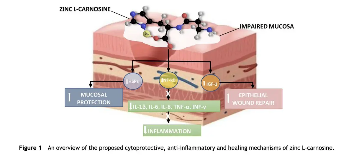 Mechanisms of zinc-l-carnosine for gut health including anti-inflammatory, antioxidant, barrier protection and repair effects